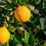 Agricoltura biologica e sviluppo sostenibile un binomio “im-possibile”?