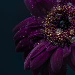 gerbera