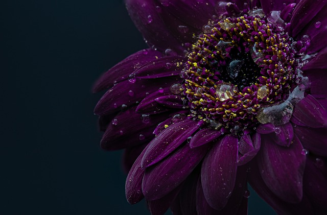 gerbera