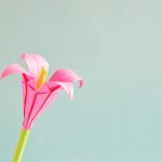 Fiori di carta velina, come comporli