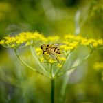 Come disporre le piante per arredare la casa