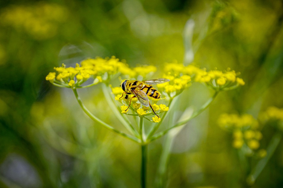 Come disporre le piante per arredare la casa
