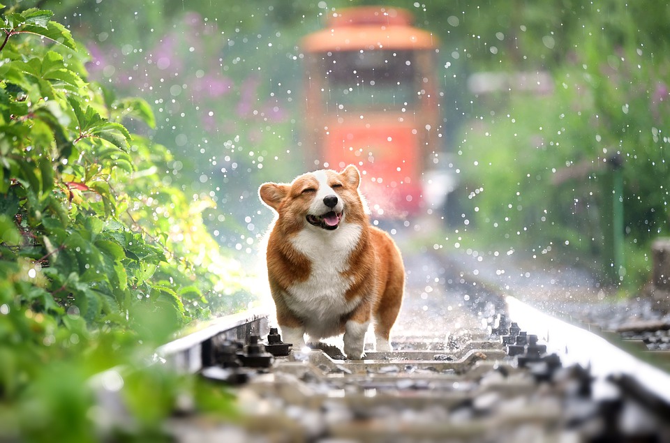 Letargo animali: perché lo fanno? A che cosa serve?