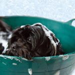 toelettatura-cani