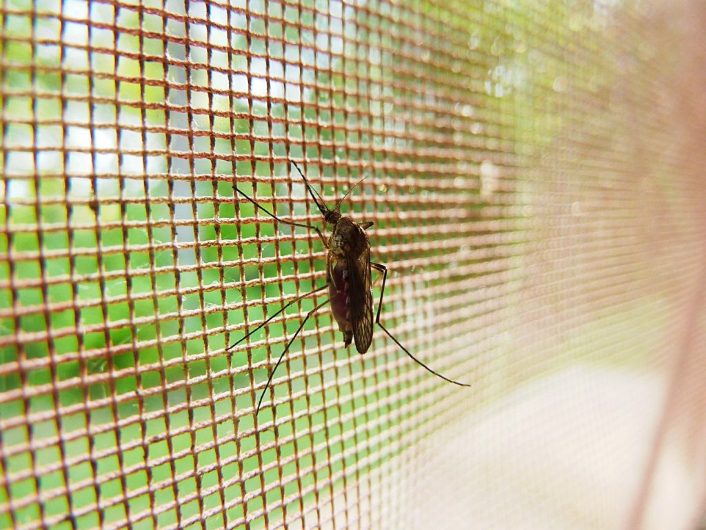 Insetti infestanti che rovinano le belle giornate all’aperto: quali sono i più temibili