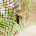 Insetti infestanti che rovinano le belle giornate all’aperto: quali sono i più temibili