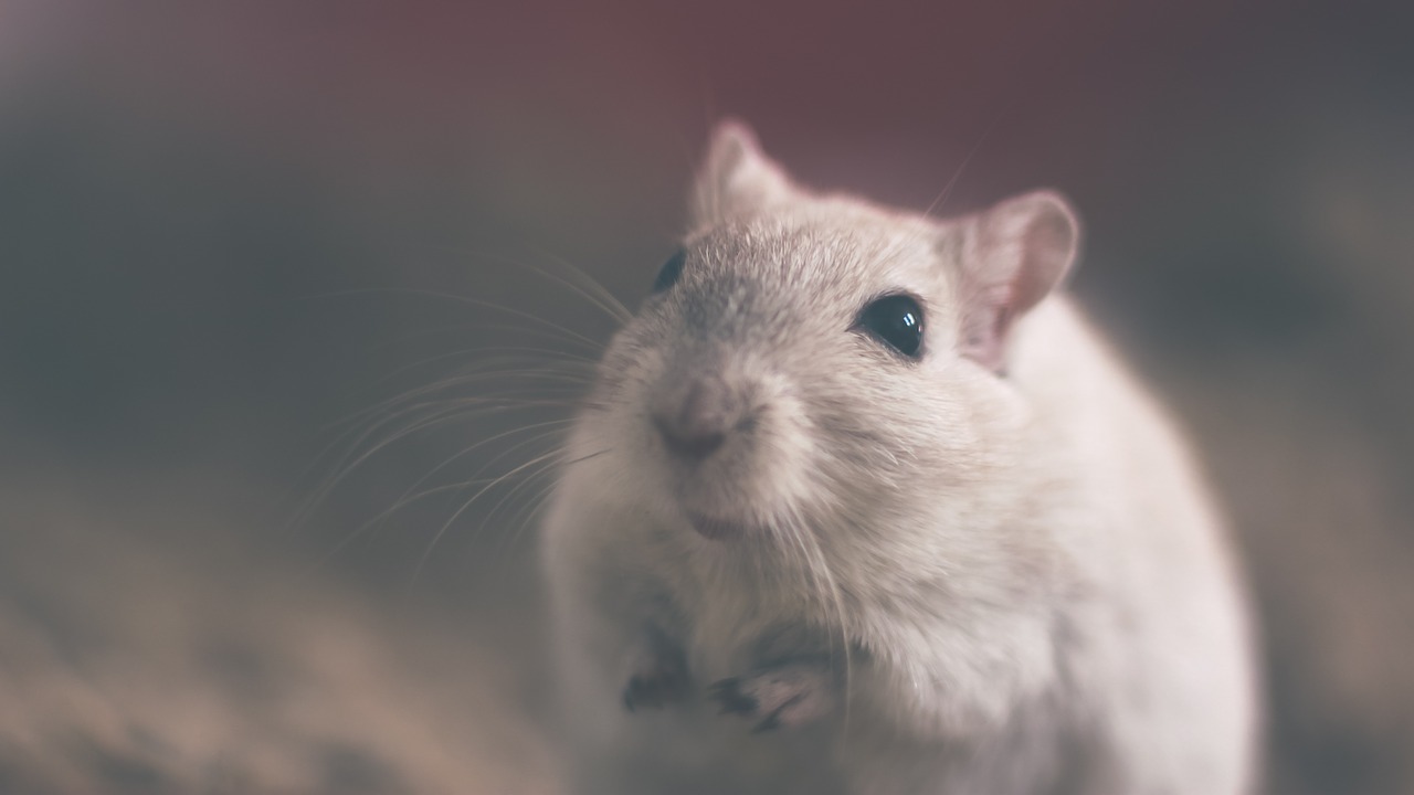 Sognare topolini in casa: significato psicologico, numeri da giocare