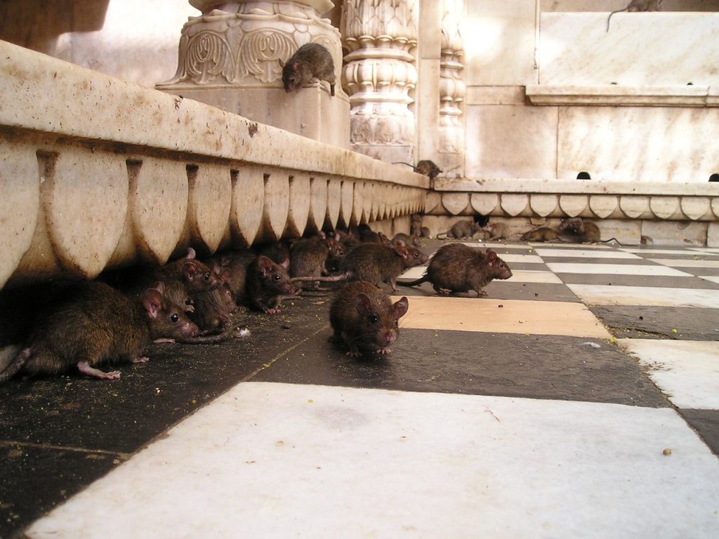 Derattizzazione: come risolvere definitivamente il problema dei topi